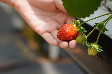 Featured image for “Strawberries are Opening Doors for Vertical Agriculture”