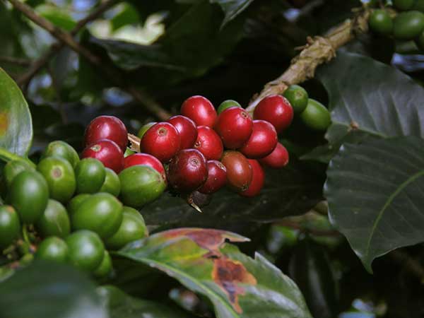 Coffee plant courtesy of Unsplash