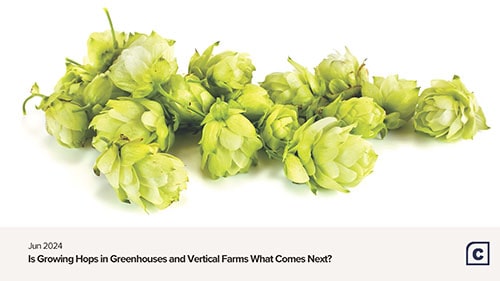 Featured image for “Exploring the Potential of Hydroponic Hops: Benefits, Challenges, and Economics”