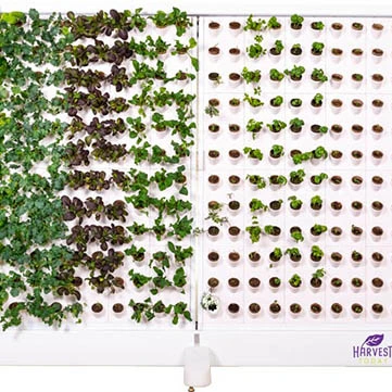 Harvest Wall from Harvest Today